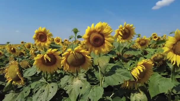 Campo de girasoles en verano. Un día soleado y ventoso en Bielorrusia. Movimiento lento. — Vídeo de stock