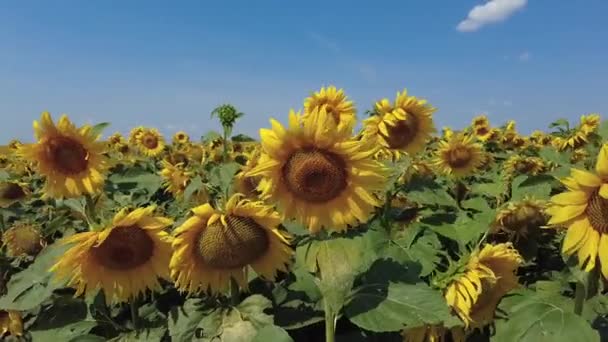 Campo de girasoles en verano. Un día soleado y ventoso en Bielorrusia. Movimiento lento. — Vídeo de stock