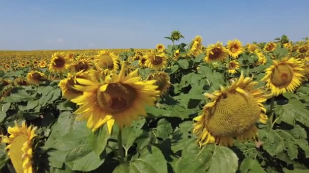 Slunečnicové pole v létě. Jasný slunečný den v Bělorusku. Panning zleva doprava ve zpomaleném pohybu. — Stock video
