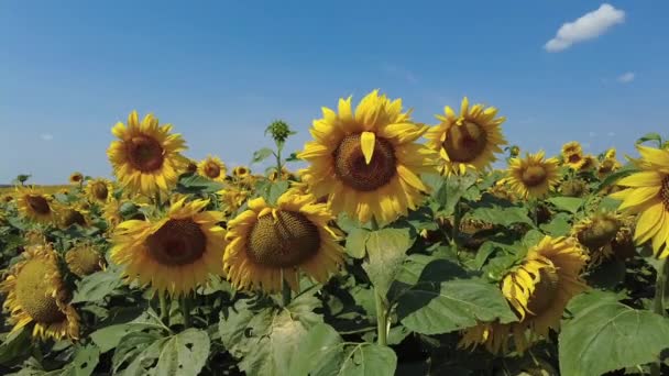 Sonnenblumenfeld im Sommer. Strahlend sonniger und windiger Tag in Weißrussland. Zeitlupe. — Stockvideo