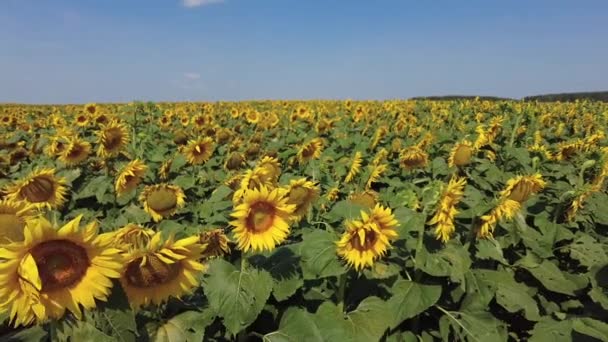 Sunflowers field in summer. Bright sunny day in Belarus. Panning from left to right in slow motion. — Stock Video