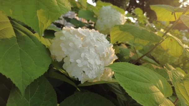 Hydrangea blommande buske i trädgården på sommaren. Långsamma rörelser — Stockvideo