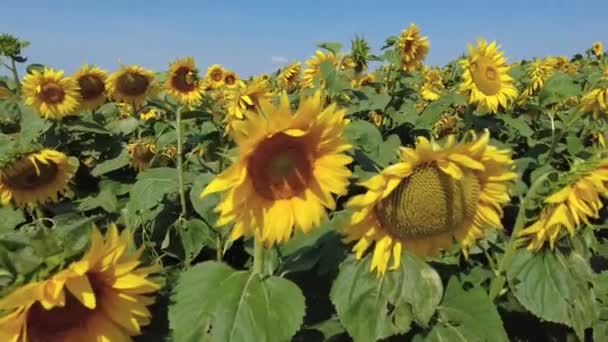 Campo de girasoles en verano. Un día soleado en Bielorrusia. Panorámica de izquierda a derecha en cámara lenta. — Vídeo de stock