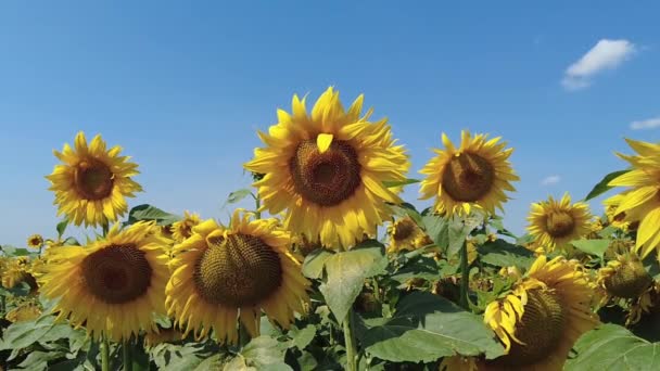 Sonnenblumenfeld im Sommer. Strahlend sonniger Tag in Weißrussland. Video in Zeitlupe. — Stockvideo