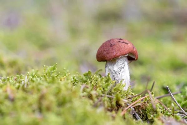 Boletus mushroom growing in moss in the forest. Beautiful autumn season plant. Edible leccinum mushroom, raw food. Vegetarian natural meal — Stock Photo, Image