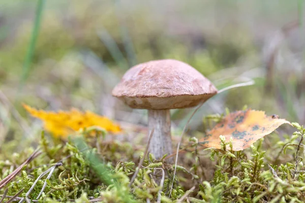 Boletus mushroom growing in moss in the forest. Beautiful autumn season plant. Edible leccinum mushroom, raw food. Vegetarian natural meal — Stock Photo, Image