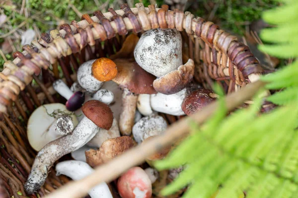 Basket of various edible mushrooms harvested in the forest. Beautiful autumn season. Raw food, vegetarian natural meal. — Stock Photo, Image