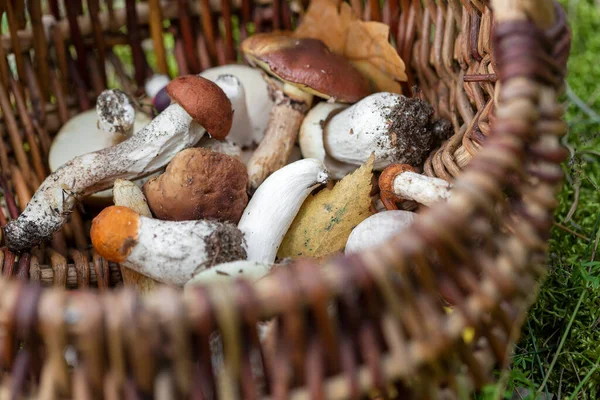 Cesta de varias setas comestibles cosechadas en el bosque. Hermosa temporada de otoño. Comida cruda, comida natural vegetariana. — Foto de Stock