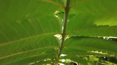 Rowan yapraklarının yakın çekimi ağaçta, yapraklar güneşin arkadan aydınlattığı, güneşli hava, parkta yürümek.