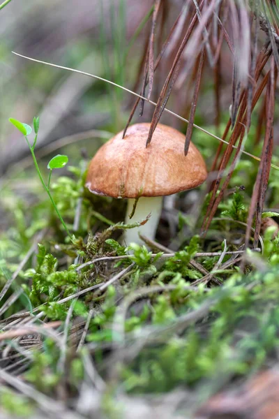 Oiler mushroom growing in moss in the forest. Beautiful autumn season. Edible butterdish mushroom. — Stock Photo, Image