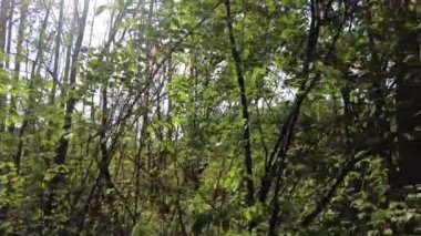 Güneşli bir günde Belarus 'ta yaz ormanı. Yavaş çekimde yürü.