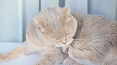 Şirin İskoç dişi kedi evde kürkünü yalayarak kendini temizliyor. Hayvan portresi.