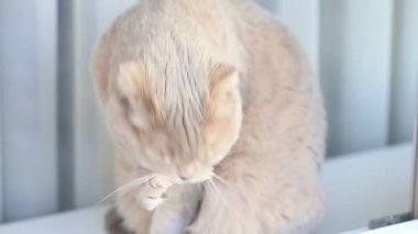 Şirin İskoç dişi kedi evde kürkünü yalayarak kendini temizliyor. Hayvan portresi.