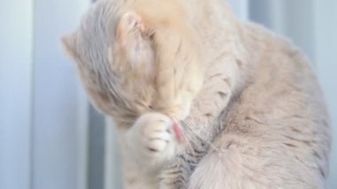 Şirin İskoç dişi kedi evde kürkünü yalayarak kendini temizliyor. Hayvan portresi.