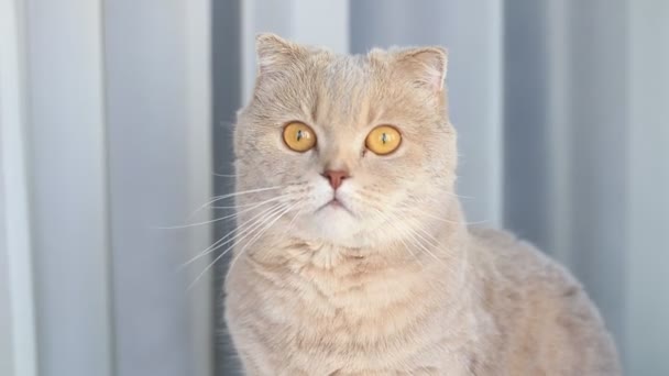 Маленька шотландська потворна кішка позіхає і лизається вдома. Портрет Пет. — стокове відео
