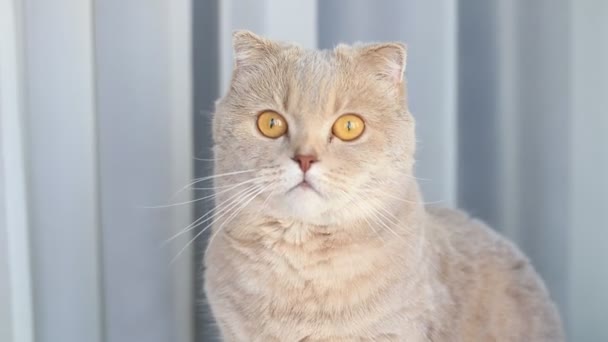 Jolie chatte écossaise pliante bâillant et se léchant à la maison. Portrait d'animal domestique. — Video