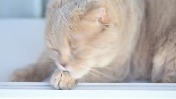 Маленька шотландська розкладна кішка прибирає себе, лизнувши хутро вдома. Портрет Пет. — стокове відео