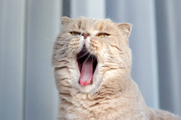 Carino scozzese piega giovani femmina gatto sbadigliando a casa Fotografia Stock