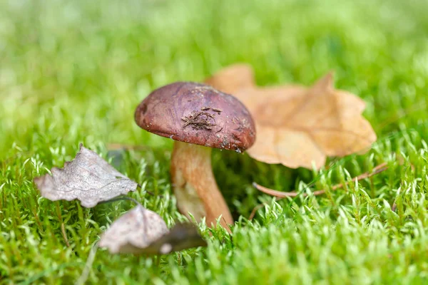 Beautiful autumn season. Edible leccinum mushroom in the moss. — Stock Photo, Image