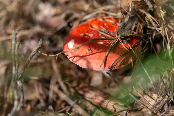 Russula mushroom growing in moss in the forest. Beautiful autumn season. — Stock Photo, Image