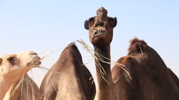 Midden-Oosterse kamelen eten hale op de boerderij — Stockvideo