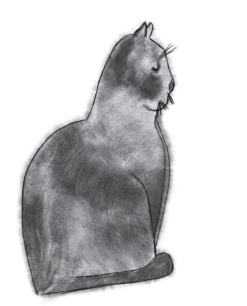 Joli chat gris — Photo