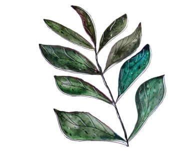 Beyaz arkaplanda bir yaprak 