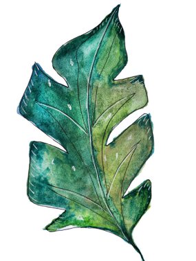 Beyaz arkaplanda bir yaprak 