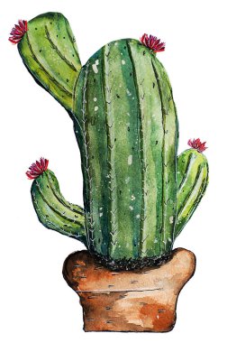 Beyaz arkaplanda cactus01