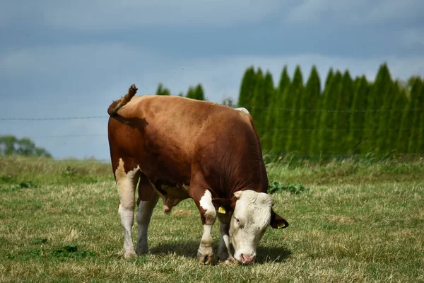 Yazın çayırda otlayan kahverengi bir boğa