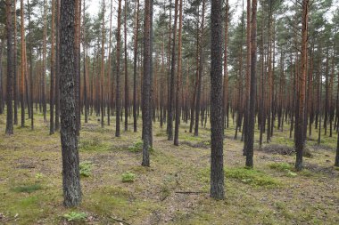 Polonya 'nın kozalaklı ormanları
