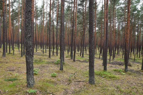 Polonya 'nın kozalaklı ormanları