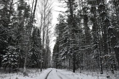 Polonya 'nın Warmia kentinde kışın karla kaplı bir orman