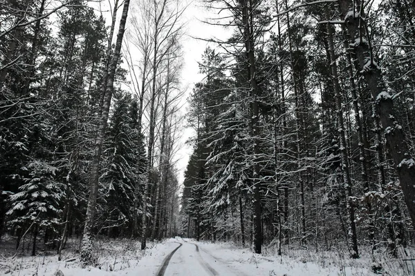 Polonya 'nın Warmia kentinde kışın karla kaplı bir orman