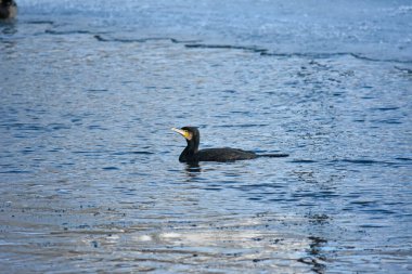 Nehirde soğuk bir kış karabatak, Polonya