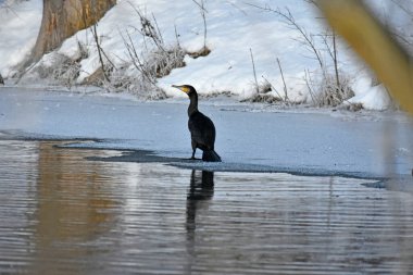 Nehirde soğuk bir kış karabatak, Polonya