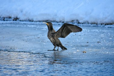 Nehirde soğuk bir kış karabatak, Polonya