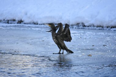Nehirde soğuk bir kış karabatak, Polonya