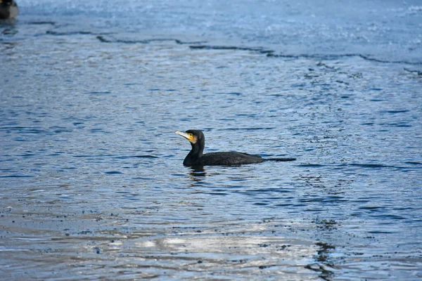 Nehirde soğuk bir kış karabatak, Polonya