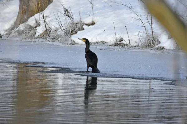 Nehirde soğuk bir kış karabatak, Polonya