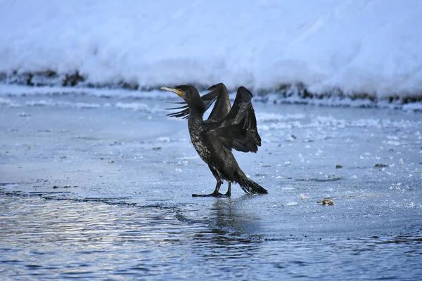 Nehirde soğuk bir kış karabatak, Polonya
