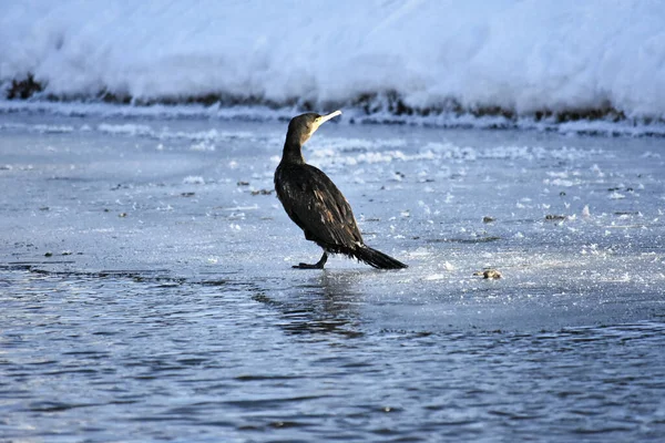 Nehirde soğuk bir kış karabatak, Polonya