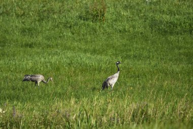 Baharda bir çayırda iki turna
