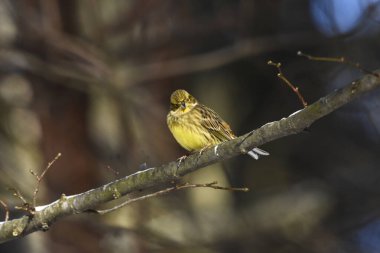 Kışın sarı çekiç bir dalda