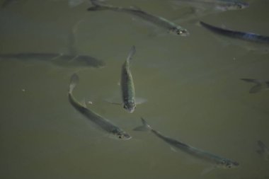 Baltık Denizi 'nde küçük bir deniz balığı, erimiş.