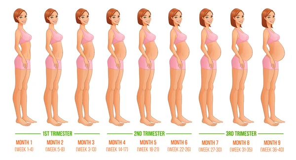 Nine months of pregnancy progression. Vector illustration. — Stock Vector
