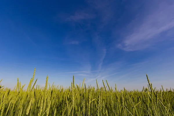 Wheat fields in Kittsee, Austria — Stock Photo, Image