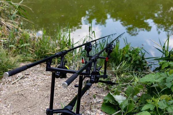 Karpervissen in wild locatie met vuil water — Stockfoto