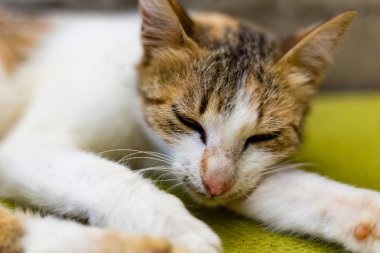 Uyuyan kedi evi merdivenlerde