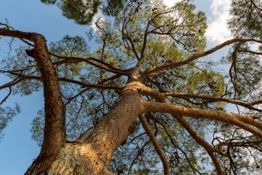 Plaj, Hırvatistan, Avrupa'nın kenarında büyük ağaç